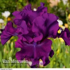 Iris Re-Blooming Collection -Plant Seed Store iris cantina