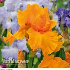 Iris Re-Blooming Collection -Plant Seed Store iris orangeharvest