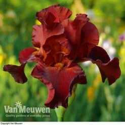 Iris Re-Blooming Collection -Plant Seed Store iris passthewine