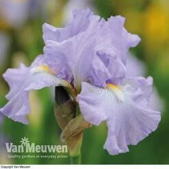 Iris Re-Blooming Collection -Plant Seed Store iris victoriafalls