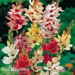 Bumper Spring Bulb Collection -Plant Seed Store ixia main1