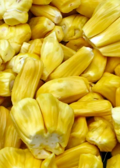 Jackfruit 'Golden Nugget' (Artocarpus Heterophyllus) -Plant Seed Store jackfruit fruit product f32e97d0 be9c 4b81 a062 813fa336bce3