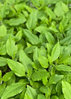 Jerusalem Artichoke (Helianthus Tubersosus) -Plant Seed Store jerusalemartichokePlantSowExotic 1