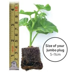 Chrysanthemum 'Incurved Mixed' -Plant Seed Store jumboplugsize35