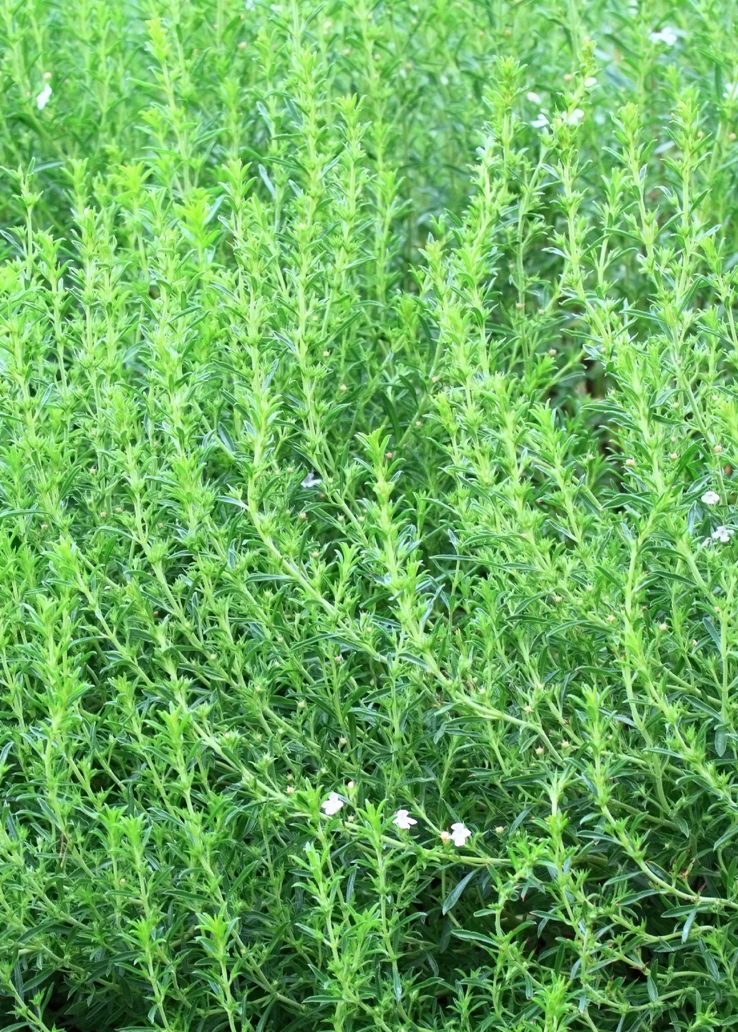 Jamaican Mint Tree, Kama Sutra Mint (Satureja Viminea) 2 Jamaican Mint Tree, Kama Sutra Mint (Satureja Viminea) - Image 2