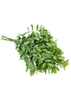 Katuk (Sauropus Androgynus) -Plant Seed Store katuk leaves