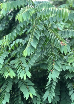 Katuk (Sauropus Androgynus) -Plant Seed Store katukculinaryherbmedicinalherbsowexotic