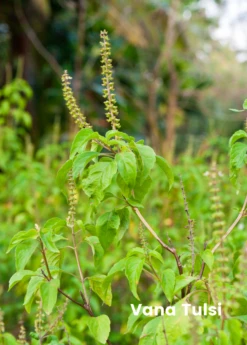 Tulsi Trio: The Essential Holy Basil Bundle -Plant Seed Store kirshnavanaramatulsitrioessentialholybasilplantsbundle 1