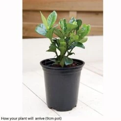 Gardenia Jasminoides 'Kleim's Hardy' -Plant Seed Store kleims example