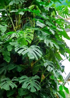 Monstera Deliciosa, Swiss Cheese Plant 13 Monstera Deliciosa, Swiss Cheese Plant -Plant Seed Store large monstera vine plant