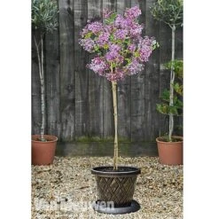 Lilac 'Palibin' -Plant Seed Store lilac b