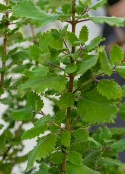 Plant Seed Store -Plant Seed Store live iboza riparia plant for sale sow exotic