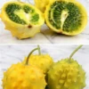 Kiwano, Yellow Round (Cucumis Metuliferus)