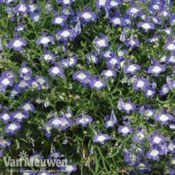 Lobelia 'Waterfall Ice Blue' -Plant Seed Store lob waterfall 2