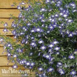 Lobelia 'Waterfall Ice Blue' -Plant Seed Store lob waterfall 4