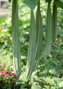 Loofah Gourd (Luffa Aegyptiaca) -Plant Seed Store loofah luffa gourd fruit on the vine 1