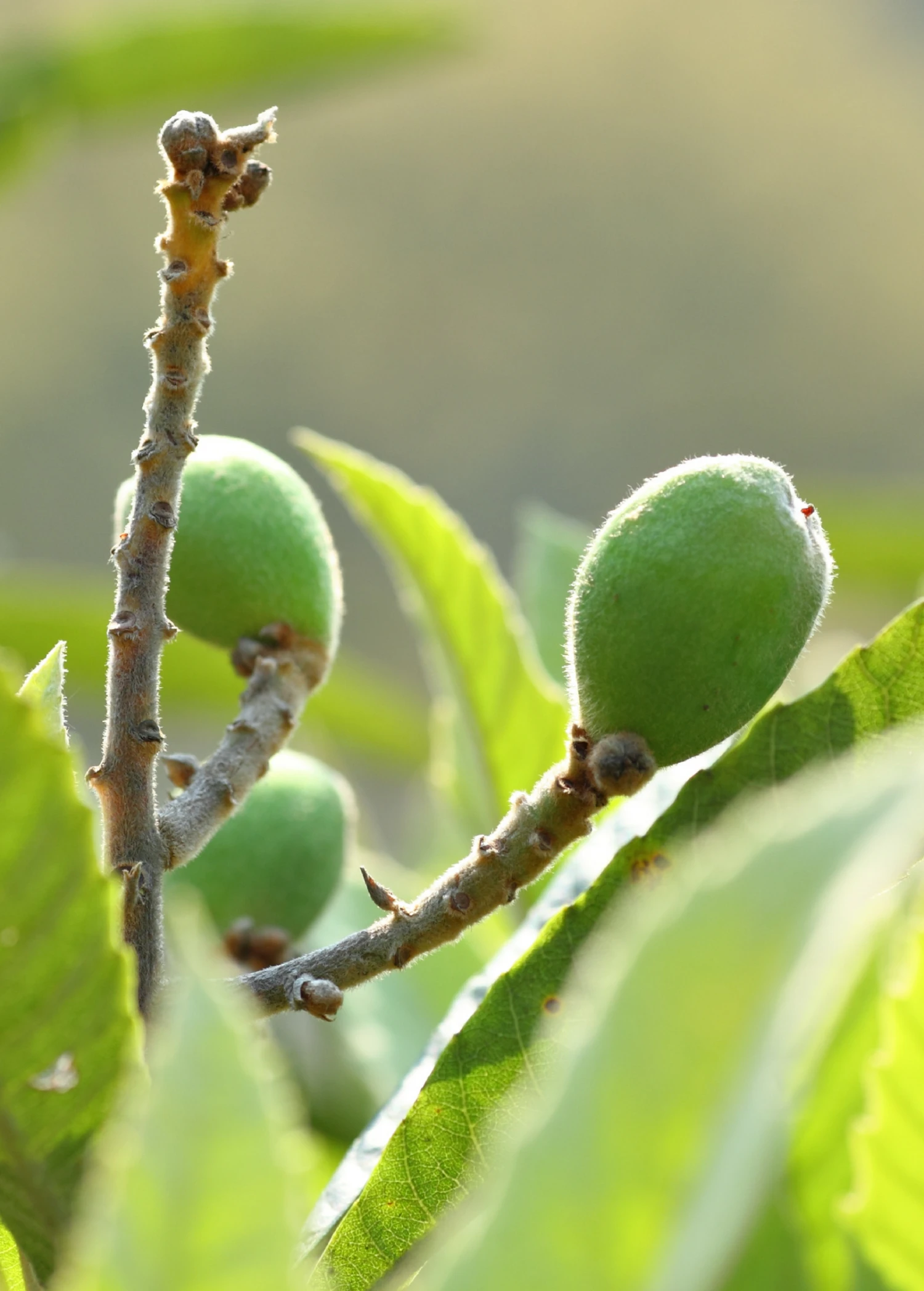 Loquat Seedling (Eriobotrya Japonica) 5 Loquat Seedling (Eriobotrya Japonica) - Image 5