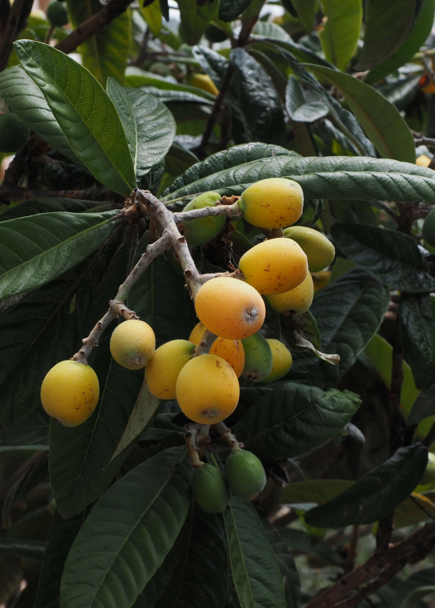Loquat 'Christmas' (Eriobotrya Japonica) 7 Loquat 'Christmas' (Eriobotrya Japonica) - Image 7