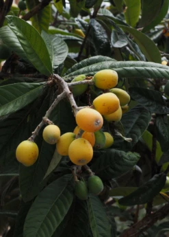 Loquat Seedling (Eriobotrya Japonica) 7 Loquat Seedling (Eriobotrya Japonica) -Plant Seed Store loquat 2 1610px X 2250px 2108dfa3 d8aa 428a 9986 eb20c8080fe3