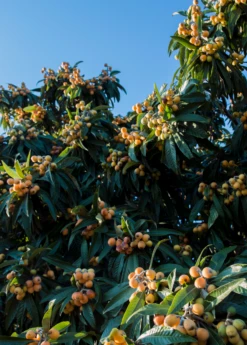 Loquat 'Christmas' (Eriobotrya Japonica) 11 Loquat 'Christmas' (Eriobotrya Japonica) -Plant Seed Store loquat tree