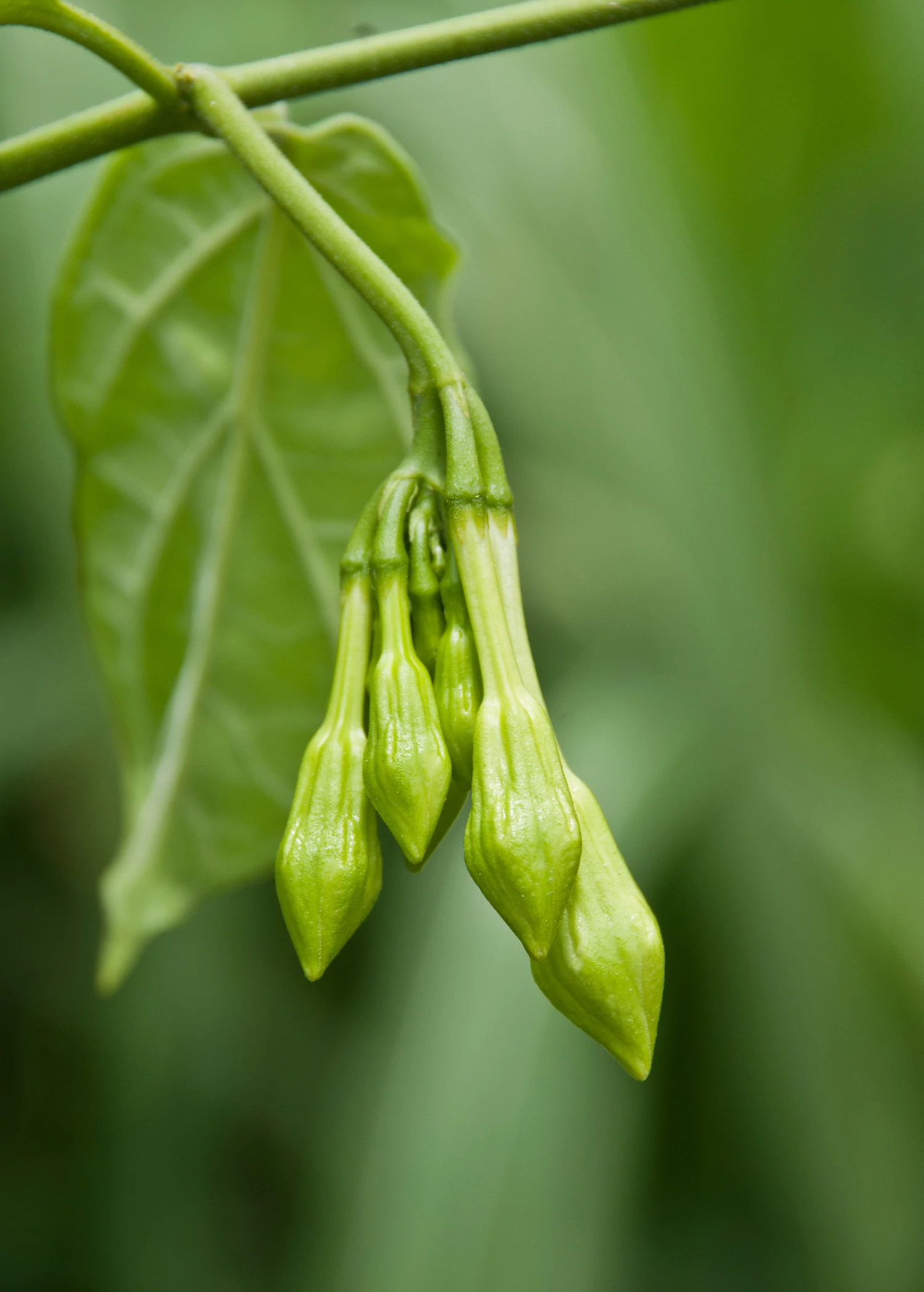 Loroco (Fernaldia Pandurata) 1 Loroco (Fernaldia Pandurata)