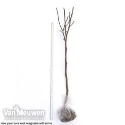 Magnolia 'Red Lucky' -Plant Seed Store magnolia arrival