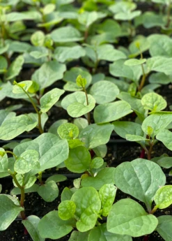 Malabar Spinach (Basella Alba) -Plant Seed Store malabarspinachsowexotic