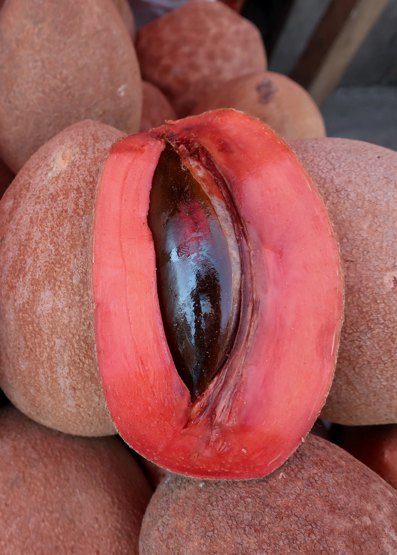 Mamey Sapote 'Magana' (Pouteria Sapota) 2 Mamey Sapote 'Magana' (Pouteria Sapota) - Image 2