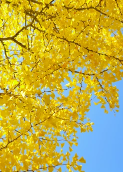 Ginkgo (Ginkgo Biloba)