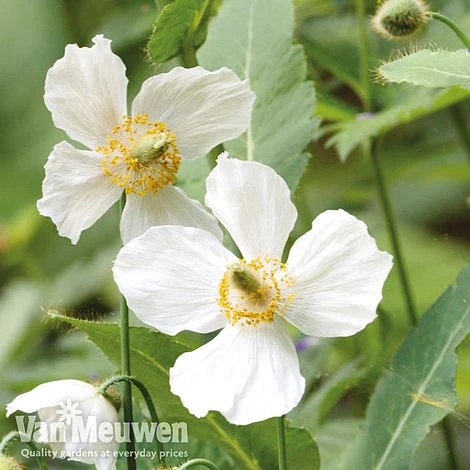 Meconopsis 'Union Jack' Collection 3 Meconopsis 'Union Jack' Collection - Image 3
