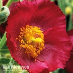 Meconopsis 'Union Jack' Collection 7 Meconopsis 'Union Jack' Collection -Plant Seed Store meco3