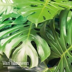 Monstera Deliciosa (House Plant) -Plant Seed Store mons vka2925 c