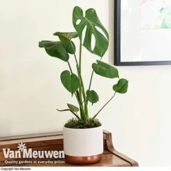 Monstera Deliciosa (House Plant) -Plant Seed Store mons vka2925 d