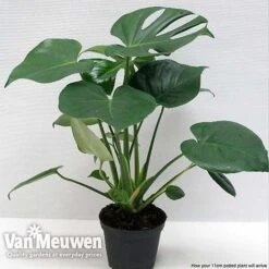 Monstera Deliciosa (House Plant) -Plant Seed Store mons vka2925 f