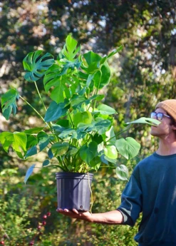 Monstera Deliciosa, Swiss Cheese Plant 14 Monstera Deliciosa, Swiss Cheese Plant -Plant Seed Store monstera deliciosa plant 3 gallon