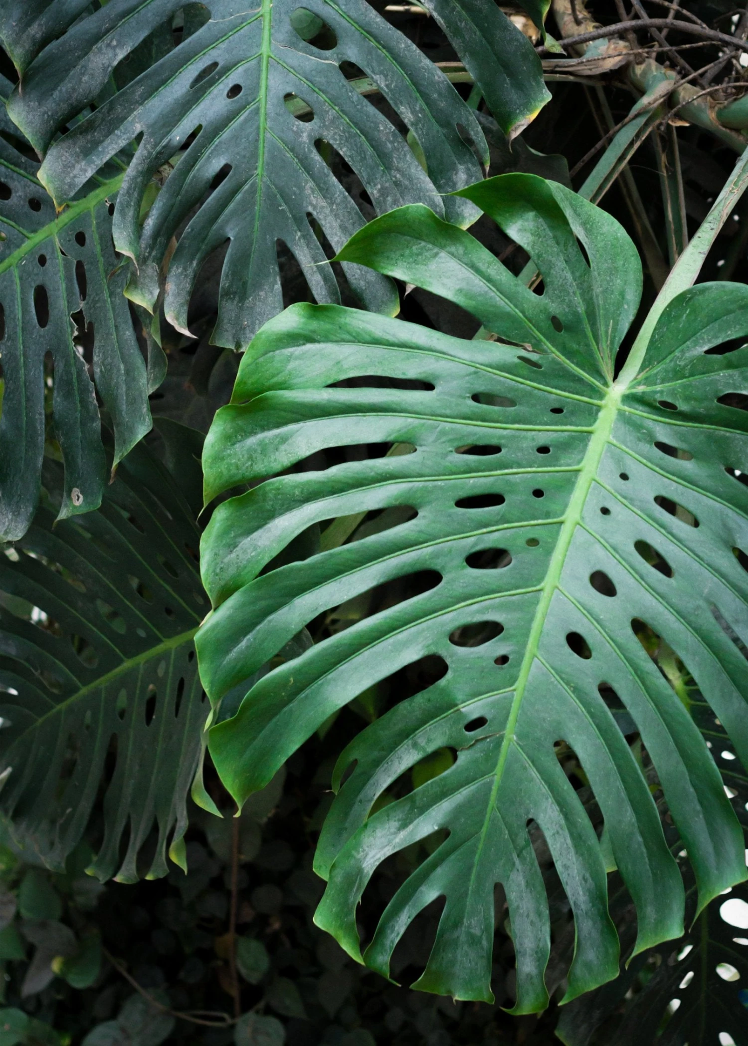 Monstera Deliciosa, Swiss Cheese Plant 2 Monstera Deliciosa, Swiss Cheese Plant - Image 2