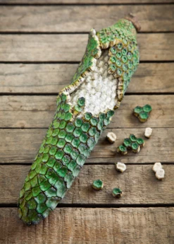 Monstera Deliciosa, Swiss Cheese Plant 12 Monstera Deliciosa, Swiss Cheese Plant -Plant Seed Store monsteraplantforsalesowexotic