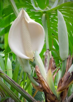 Monstera Deliciosa, Swiss Cheese Plant 10 Monstera Deliciosa, Swiss Cheese Plant -Plant Seed Store monsteraplantforsalesowexotic 3