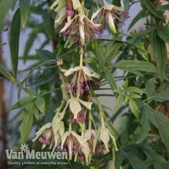 Clematis Napaulensis 6 Clematis Napaulensis -Plant Seed Store nap