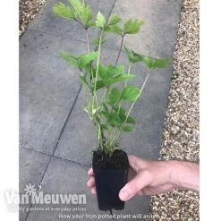 Clematis 'New Love' 11 Clematis 'New Love' -Plant Seed Store new love