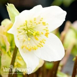 Hellebore 'Christmas Rose' -Plant Seed Store niger