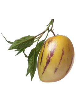 Pepino Dulce (Solanum Muricatum) -Plant Seed Store pepino dulce on white background