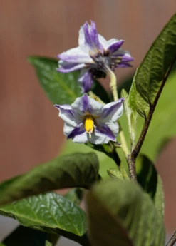 Pepino Dulce (Solanum Muricatum) -Plant Seed Store pepinoplantforsale 1