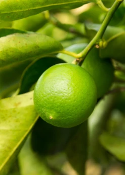 Persian Lime (Citrus × Latifolia)