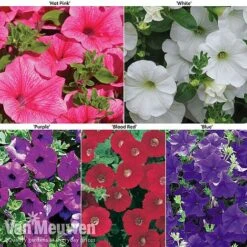 Petunia Surfinia® Collection -Plant Seed Store petu 60645 main