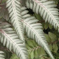 Fantastic Fern 'Pewter Lace' -Plant Seed Store pewter21