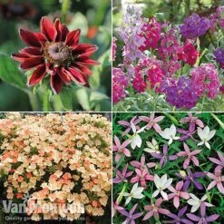 Summer Bedding Collection 6 Summer Bedding Collection -Plant Seed Store pic22