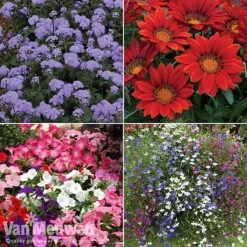 Summer Bedding Collection 7 Summer Bedding Collection -Plant Seed Store pic33