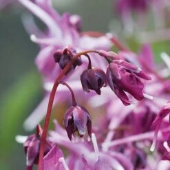 Epimedium 'Lilafee' -Plant Seed Store pink2