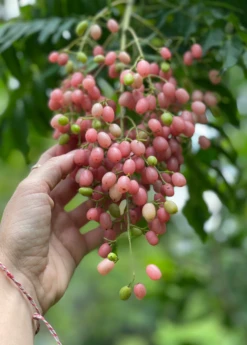 Pink Wampee (Clausena Excavata) -Plant Seed Store pinkwampee 1